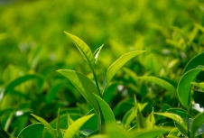 茶葉品牌應(yīng)利用包裝設(shè)計(jì)來展示產(chǎn)品品質(zhì)、地域特色等提升品牌形象和競爭力